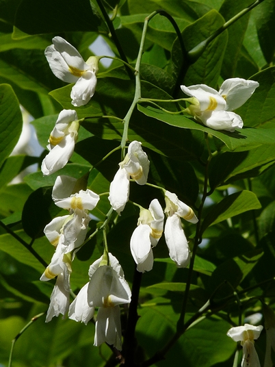 {Cladrastis kentukea}